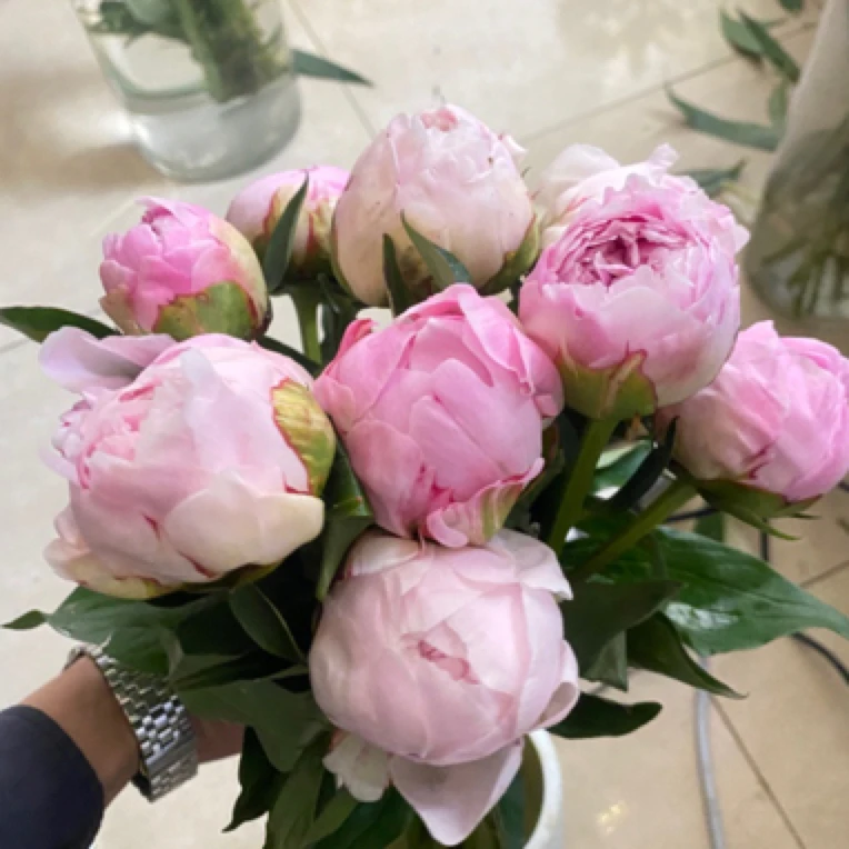 （莎拉芍药）东北基地直发 顺丰包邮水生鲜切花