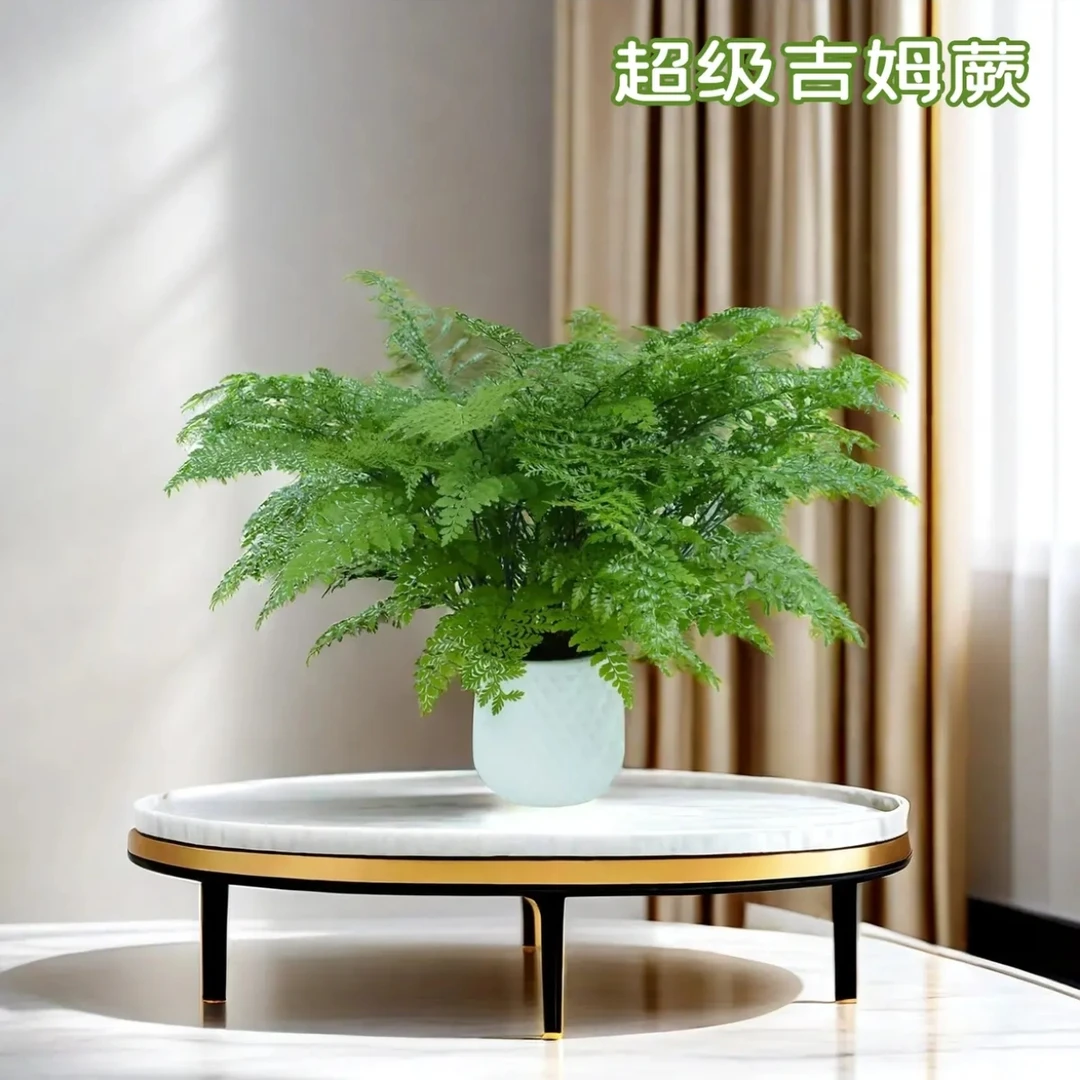 吉姆蕨耐阴吸水盆栽四季常青水培绿植室内办公室电视柜客厅