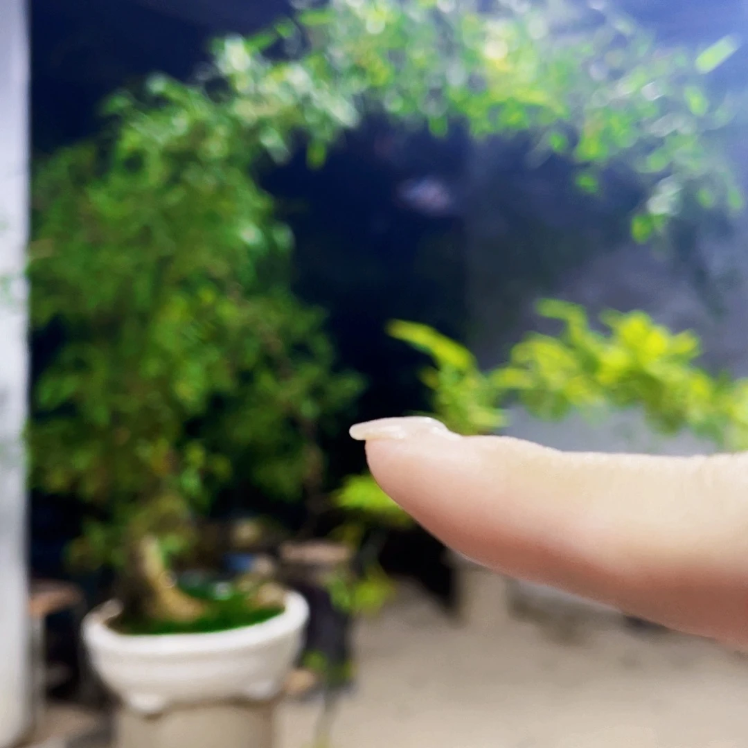 家**哥小叶簕竹熟桩陶瓷盆一物一拍