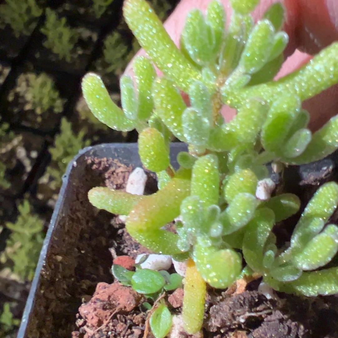 冰晶杂糖球55杯精品