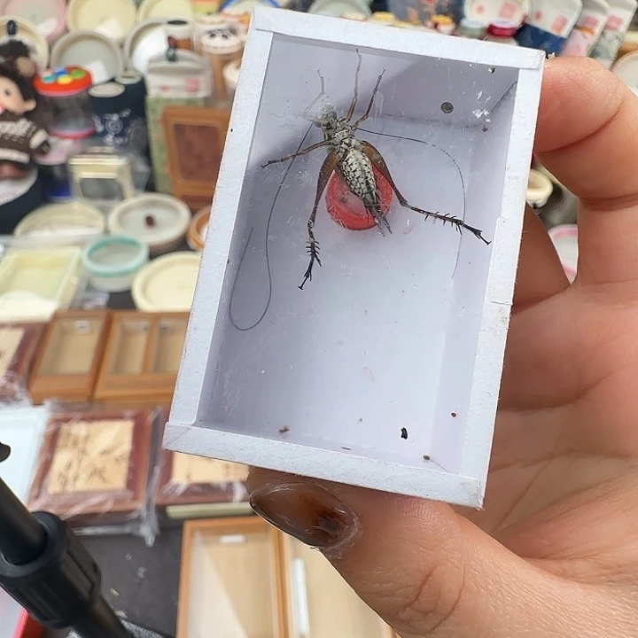 蟋蟀金琥珀一只…………