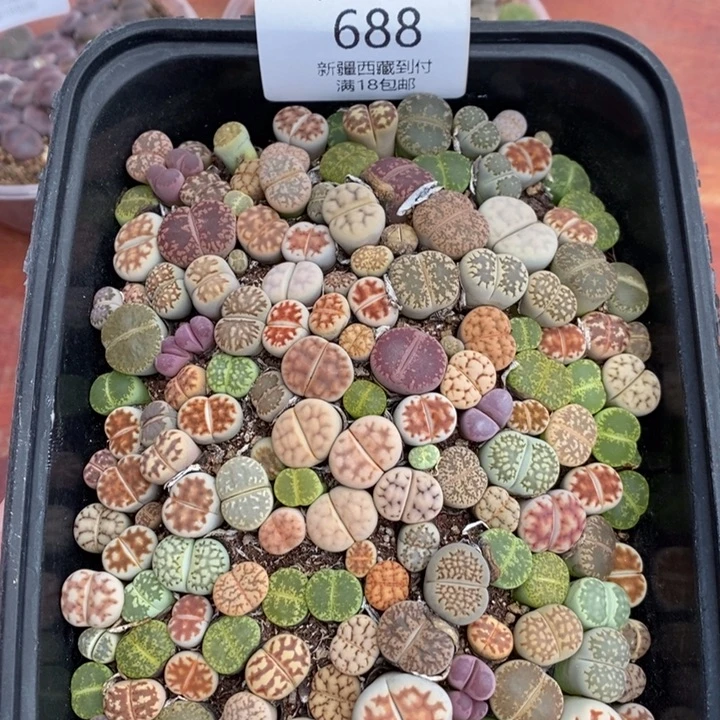 感谢您的支持，00688
