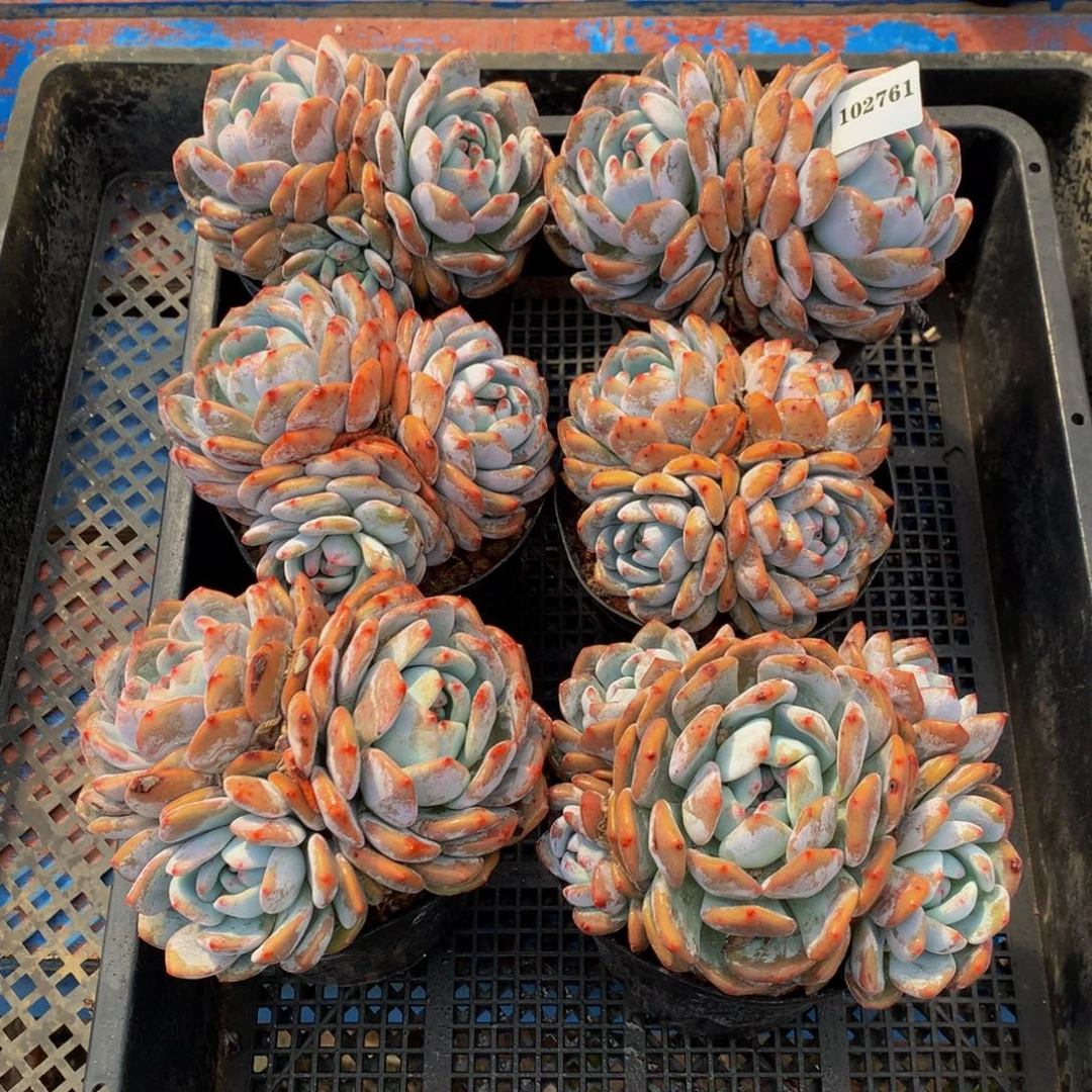 102761六个嗯嗯嗯嗯嗯嗯好