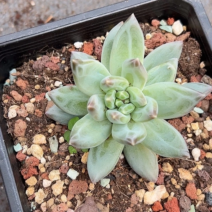 美人特价一物一拍