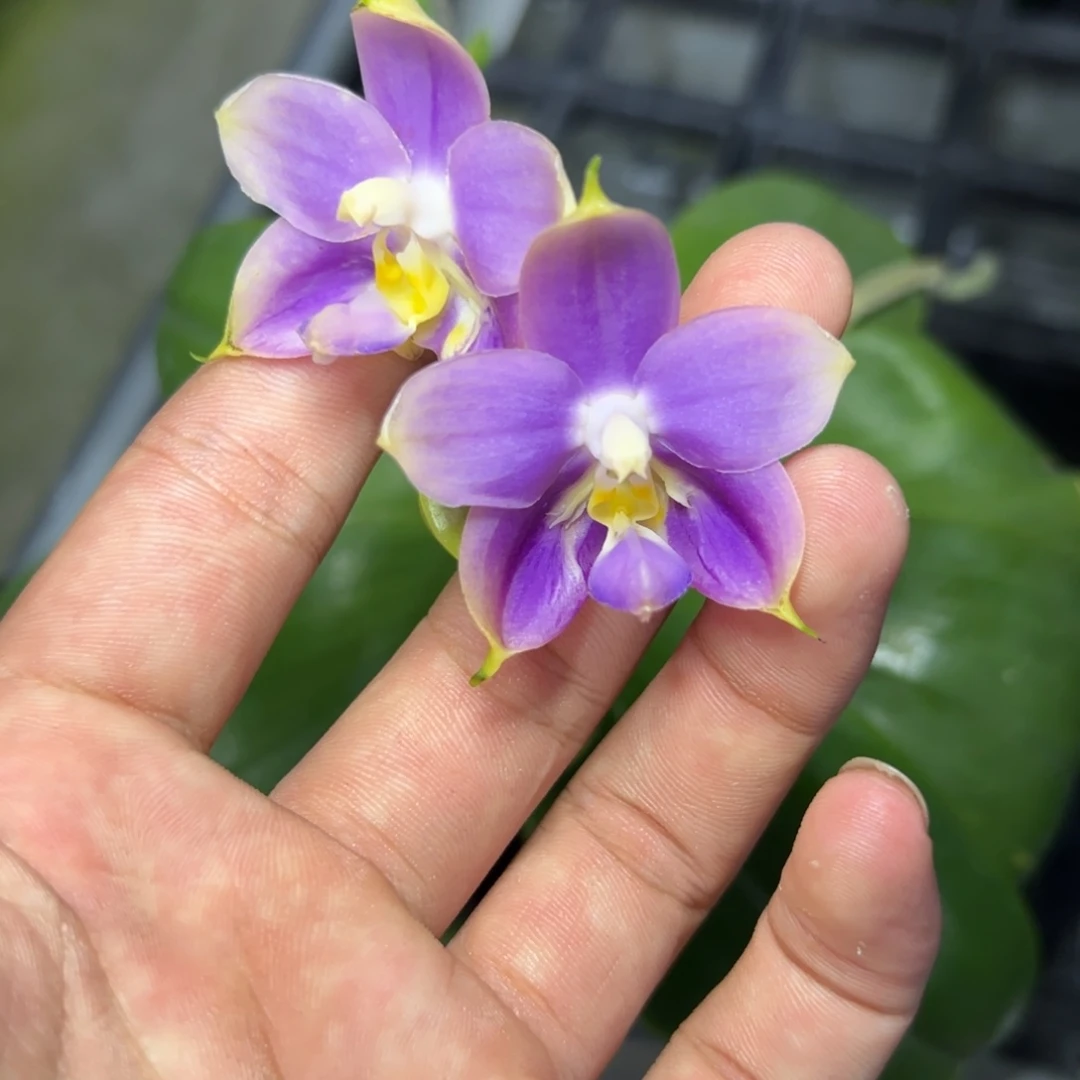 完全开放l356三寸ys1181