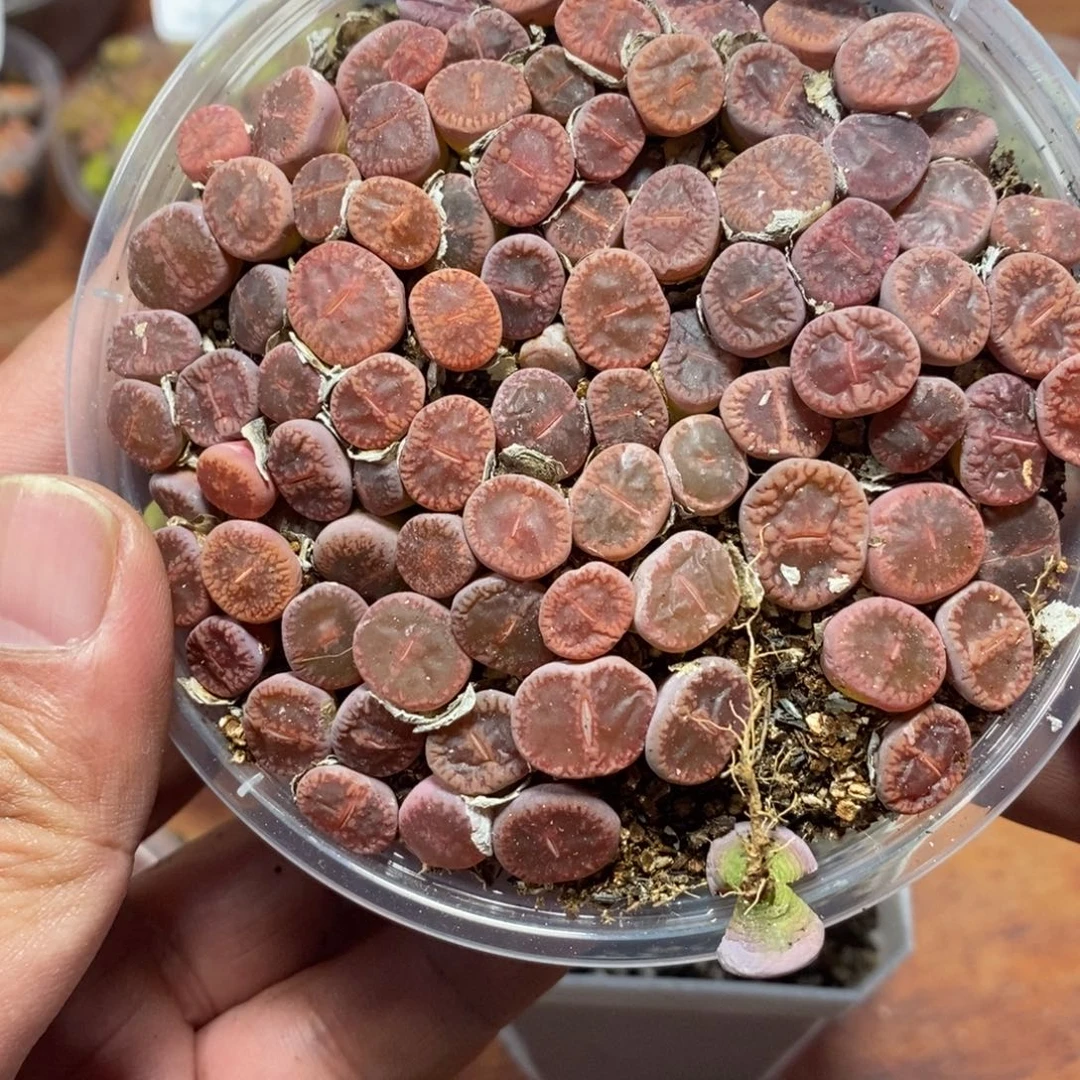 多肉蛋炒饭感谢您相伴420