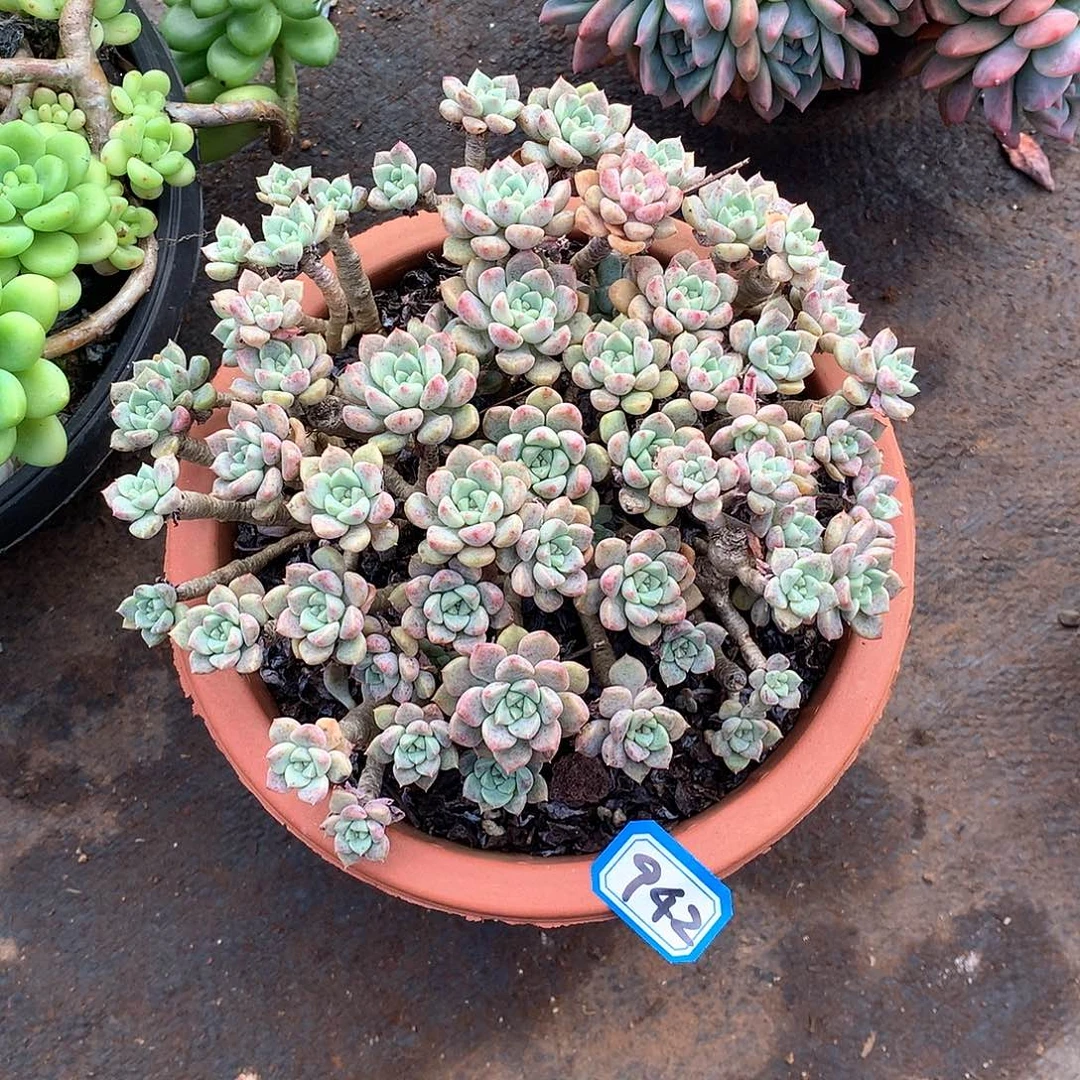 942粉布偶 一物一拍多肉