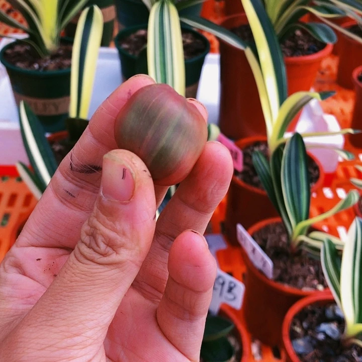 【闪购商品】完全开放依**酒