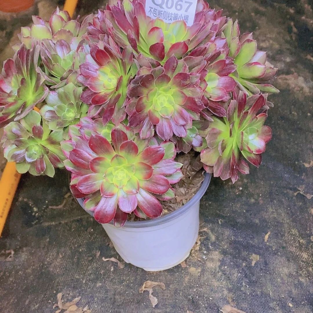 067安娜七彩多肉