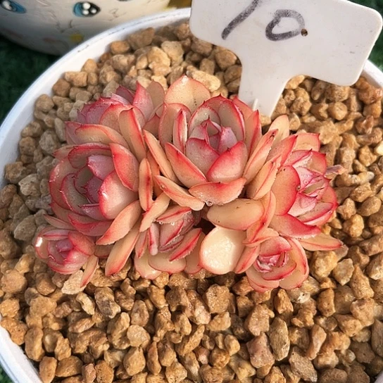 我是第一百个为妖刀应援的阴阳