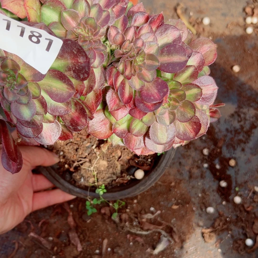 我1181 号多肉法师新年特价