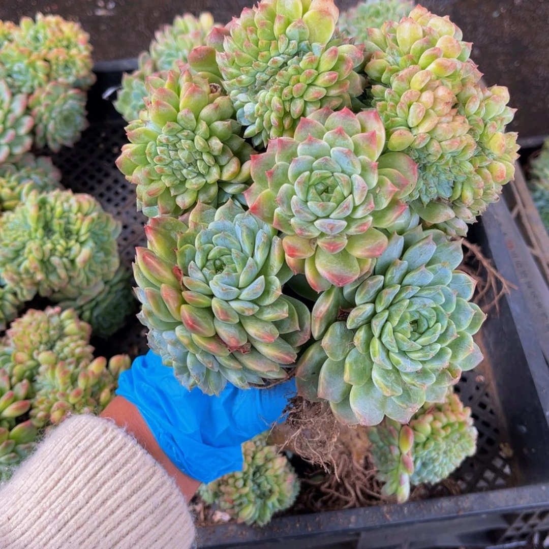 冰魄树缀一物一拍