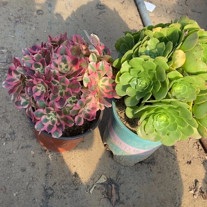 女巫➕万圣夜29多肉植物法师法师