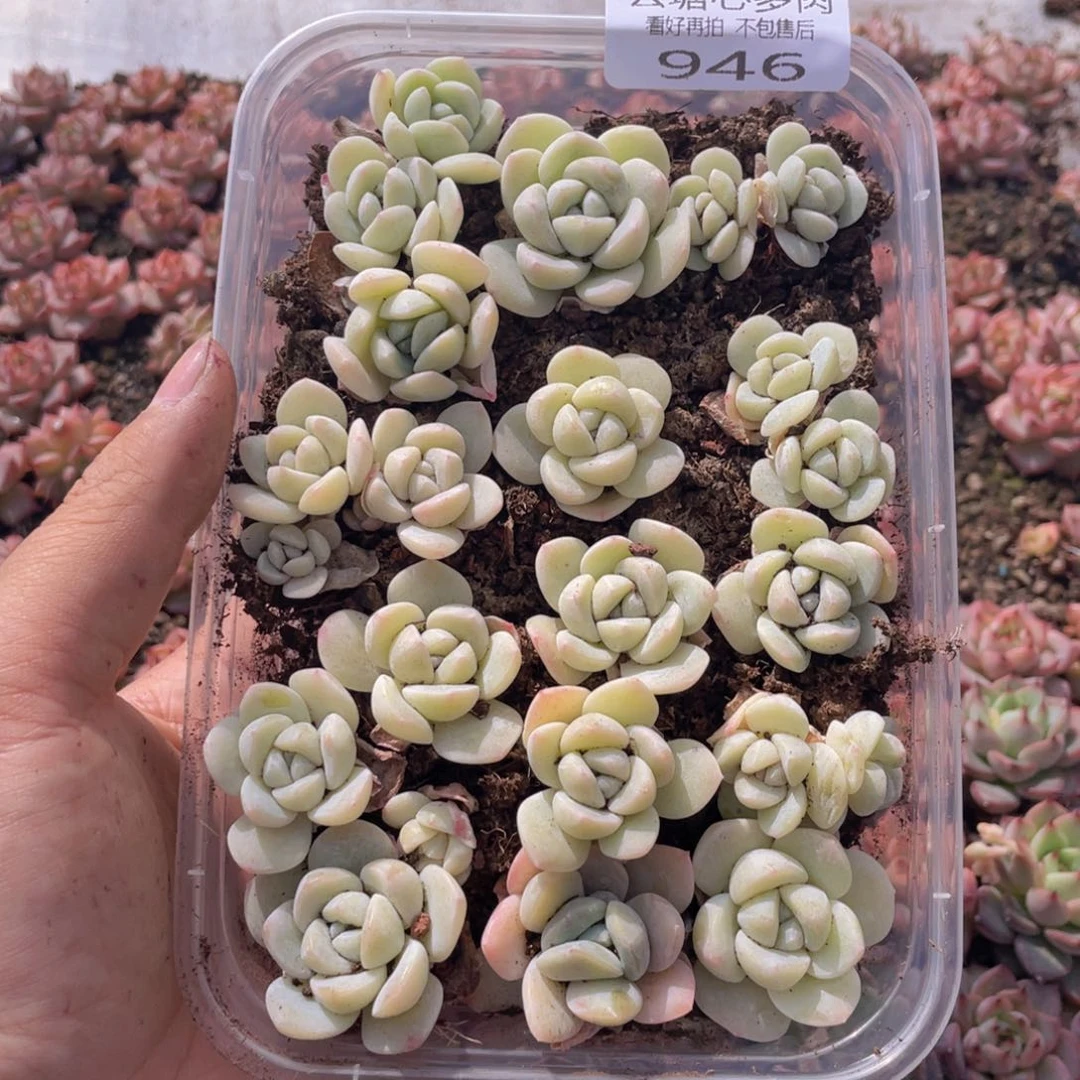 云糖心多肉植物946