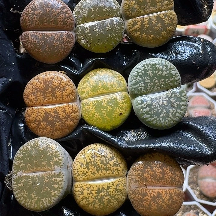 生石花111111。   178