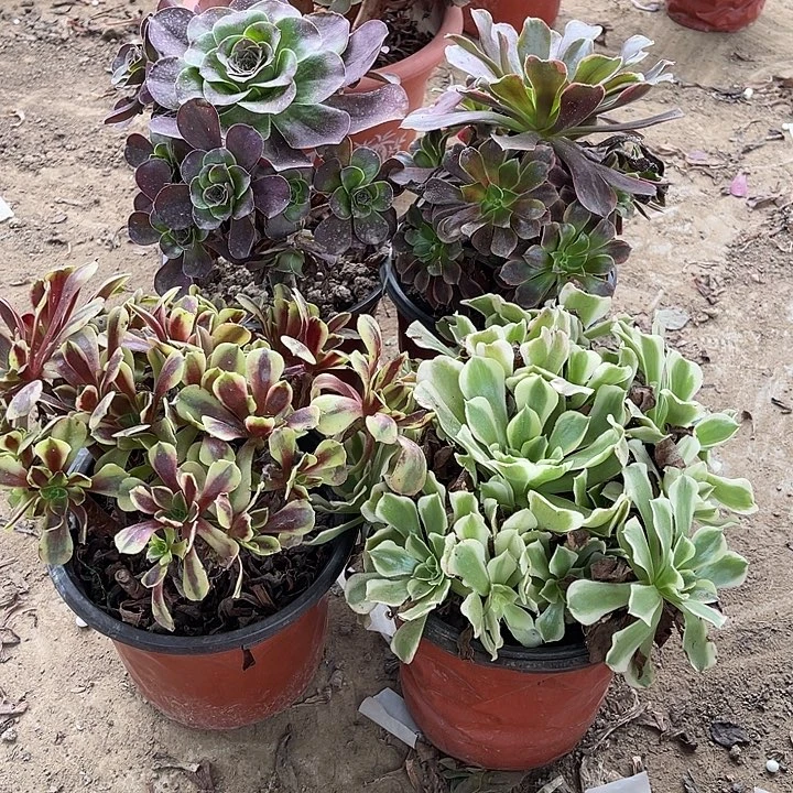 4棵玫瑰玫瑰玫瑰玫瑰