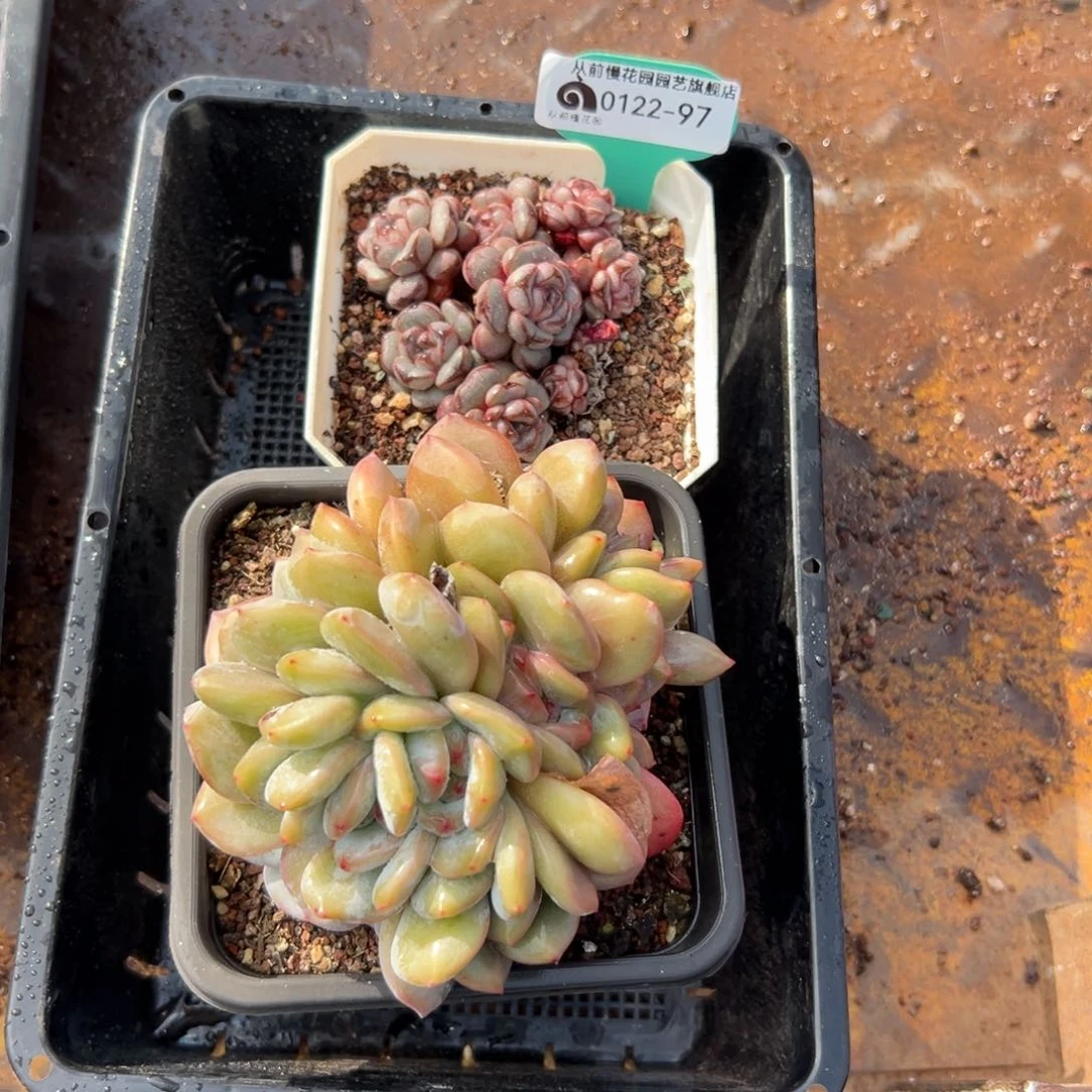 多肉精选编号0122.97