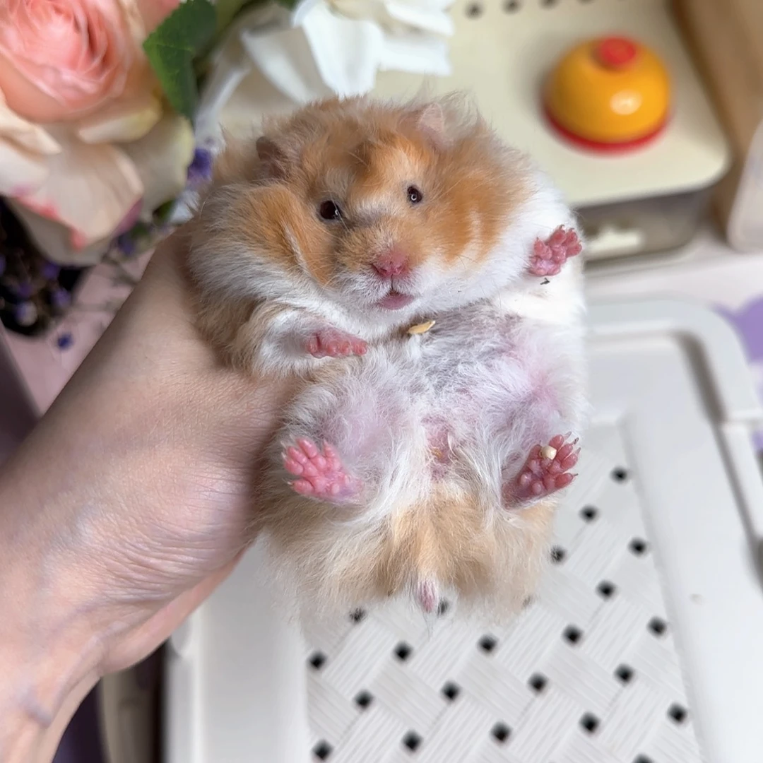 7卷毛肉桂妹妹4.9生日