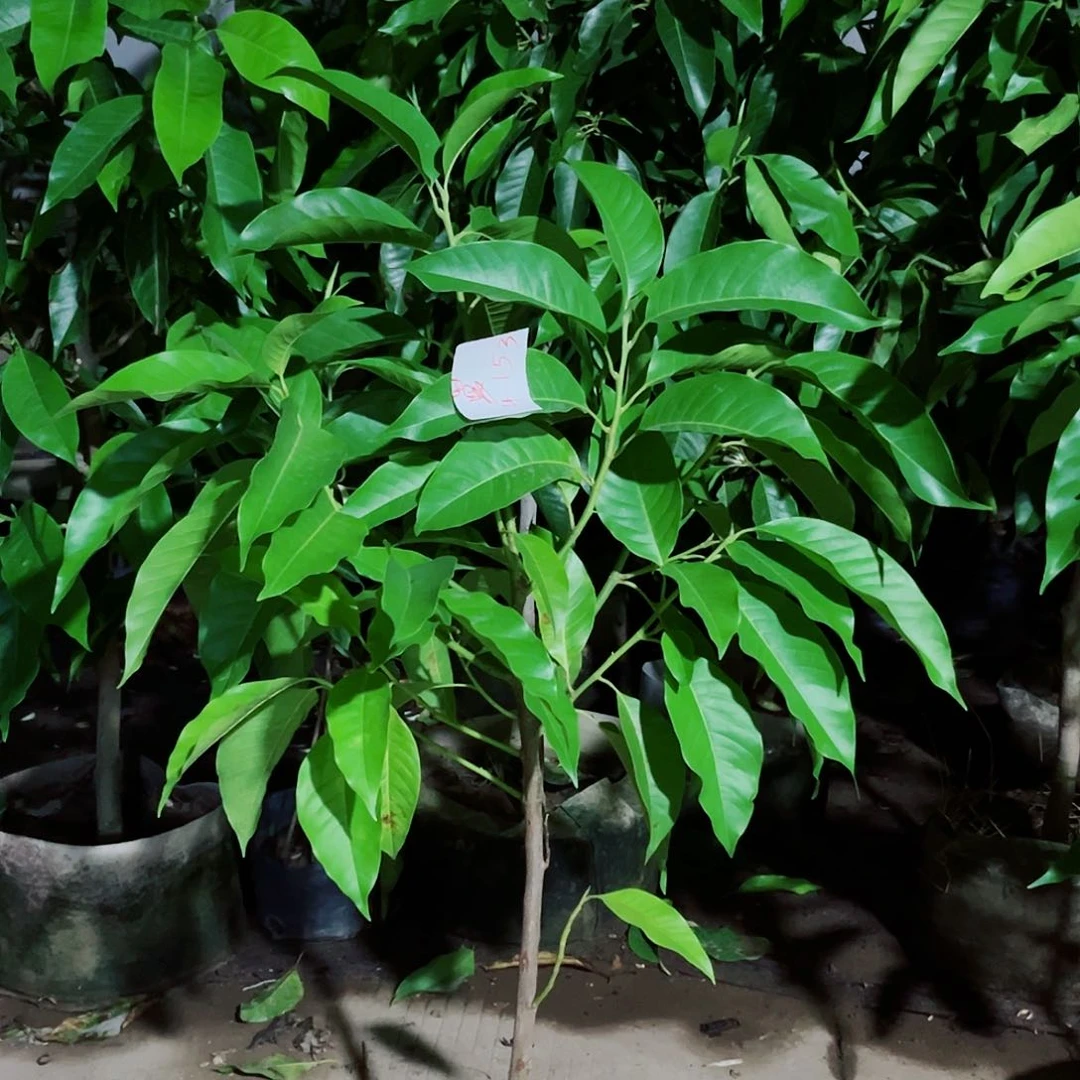 大部分花苞少量开放白兰花1111111
