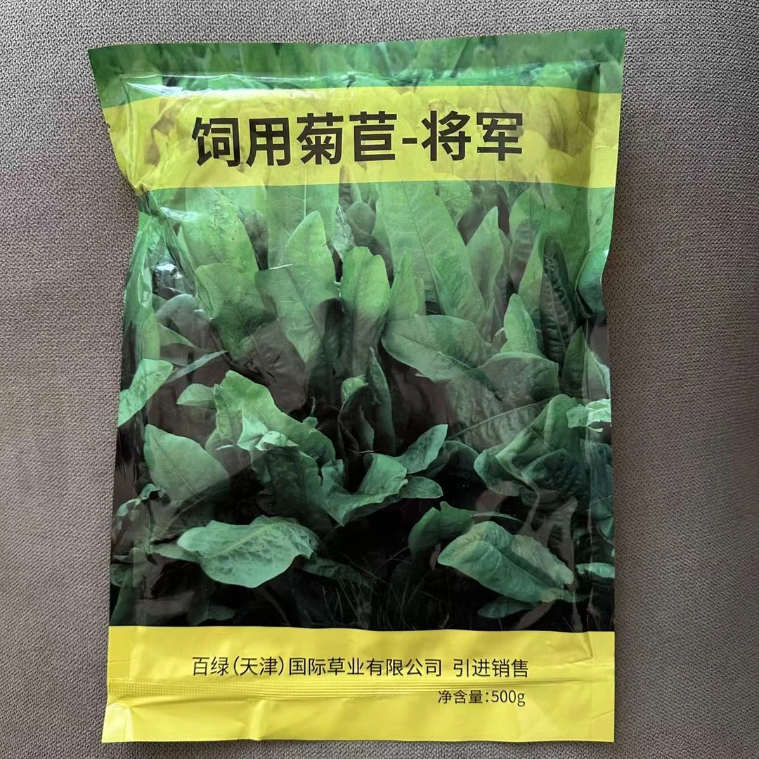 正品将军菊苣种子多年生阔叶菜四季耐寒猪鸡鸭鹅鱼兔喜食牧草种籽