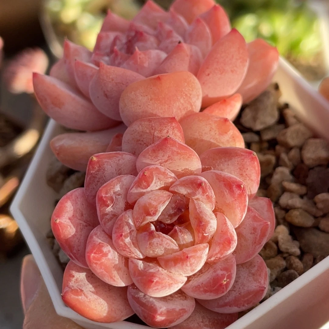 糖心冰魄双头7公分以上