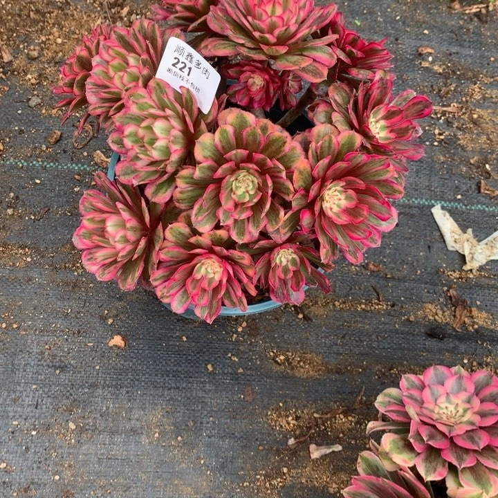 小****仔221白月光多肉植物