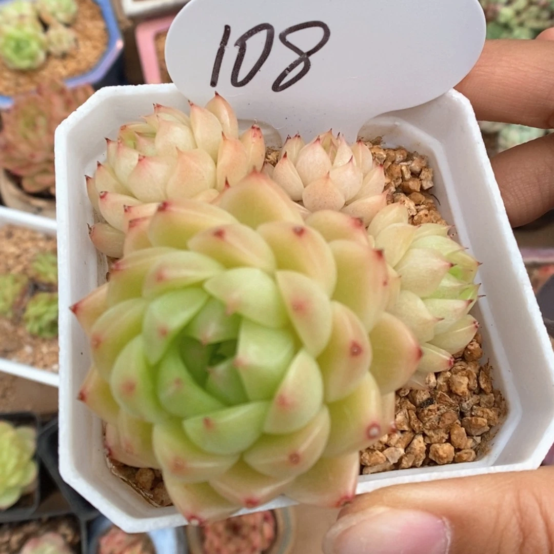 麦秆群生108号。