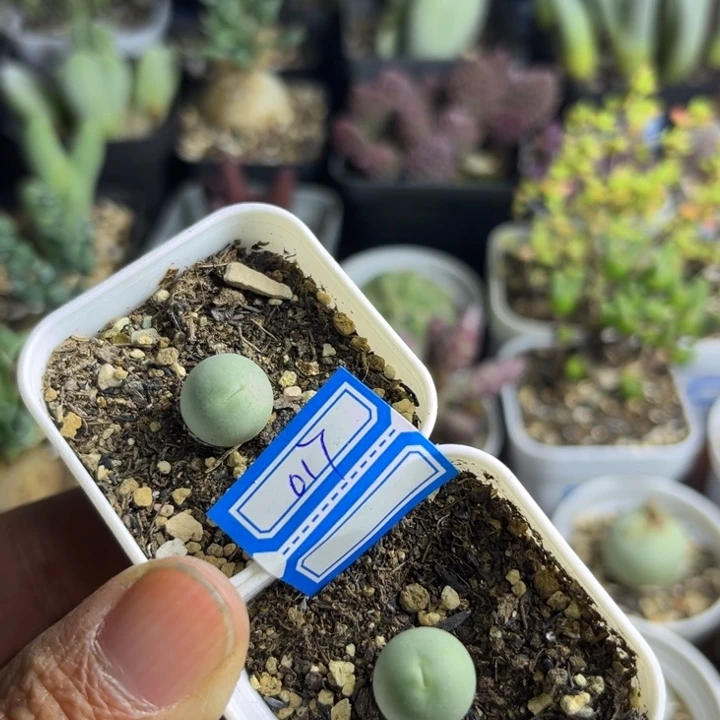 017 鸽子蛋2颗一组