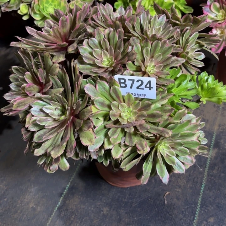 瑞妈，。。。。。。724粉黛。有断，