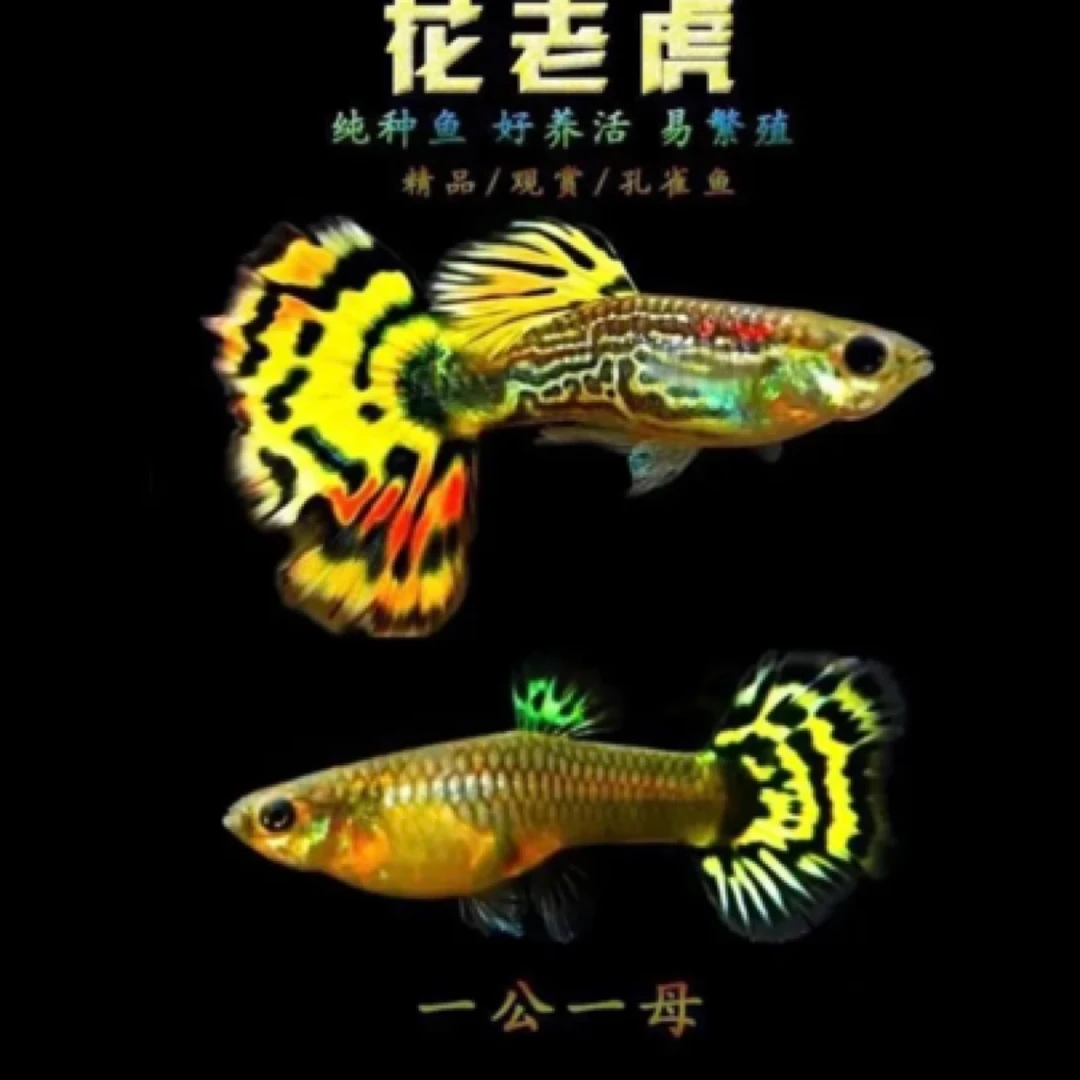 压层蛇纹花老虎孔雀鱼 （入缸后不包损）