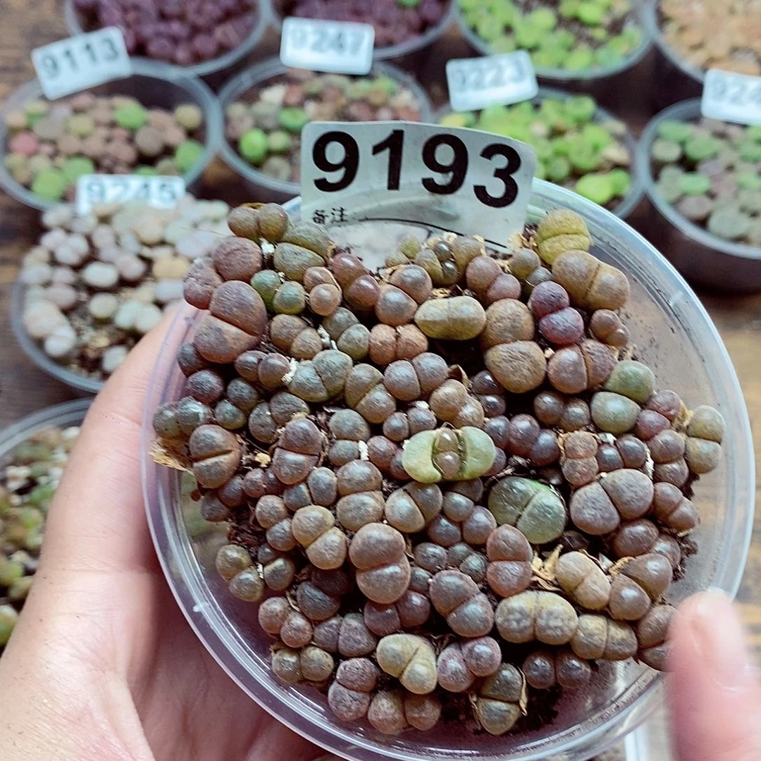9193蛋糕分离焦虑