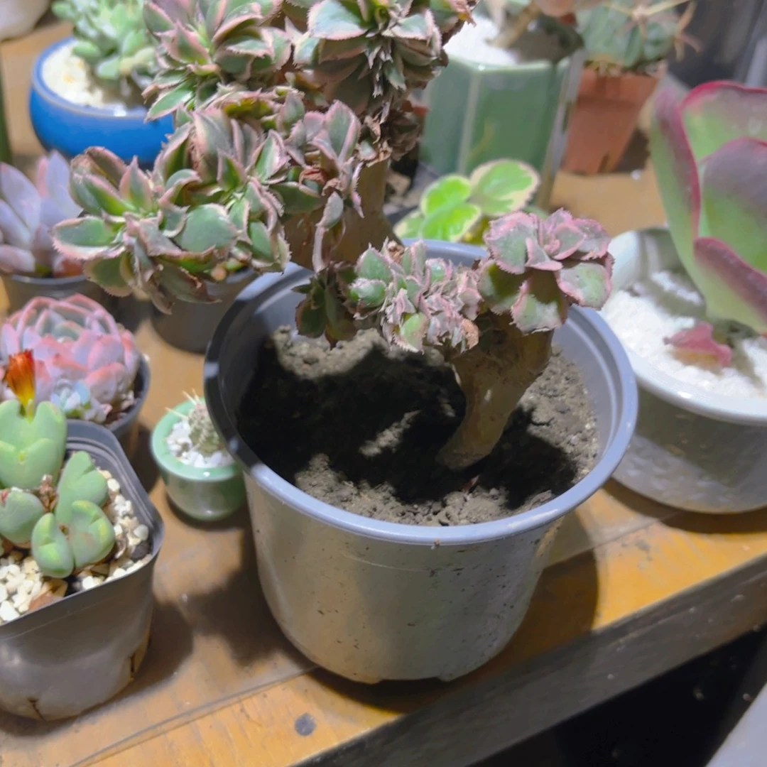 闲***人灿烂缀化新疆包邮
