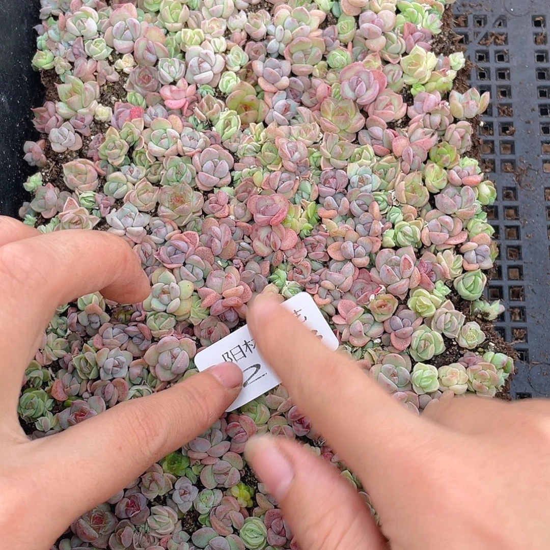 莹****多肉植物多肉植物263