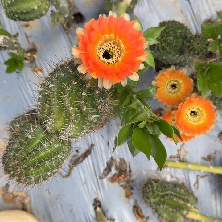 高山黑喉杂侧芽一个