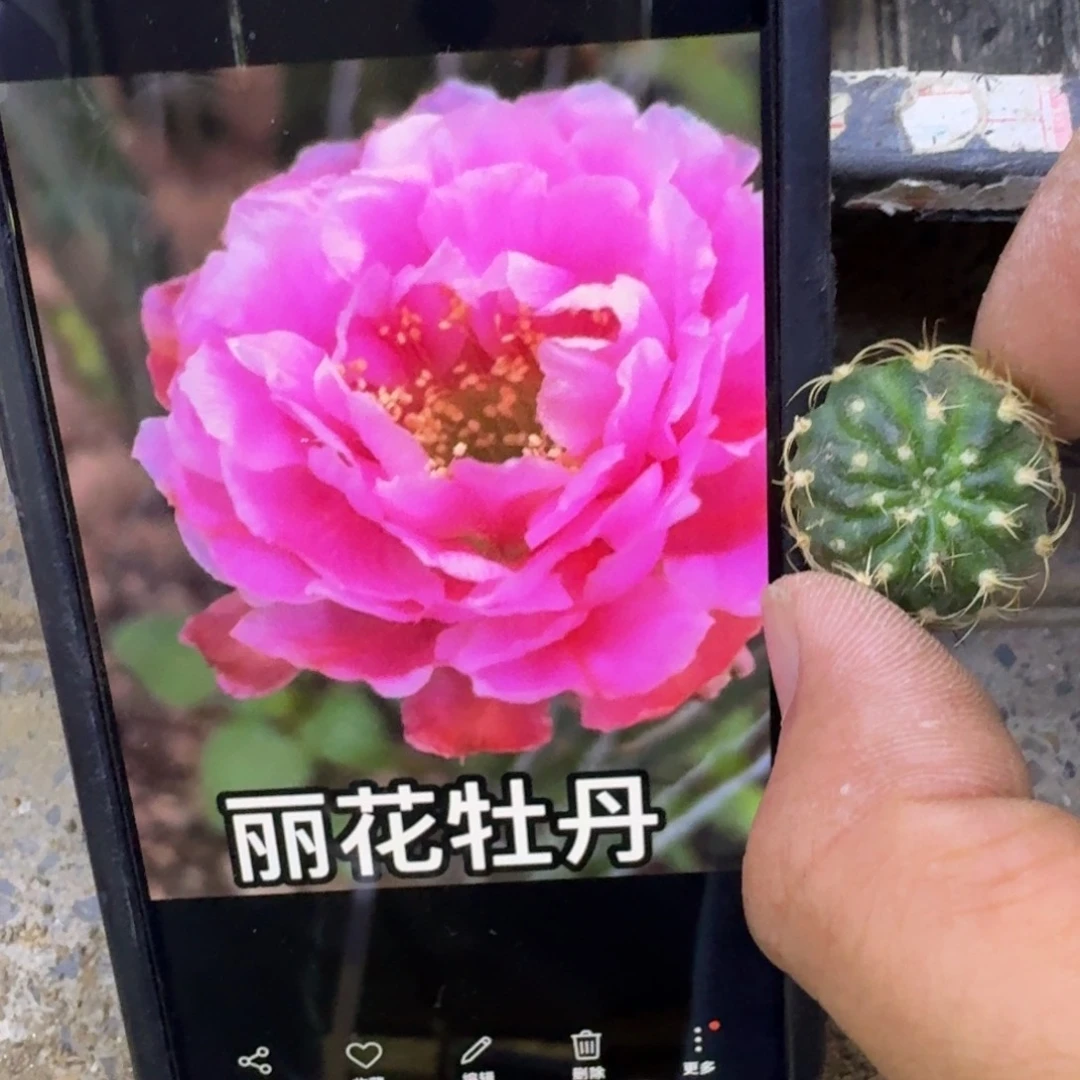 48丽花L33牡丹歪2到3公分左右，20包邮