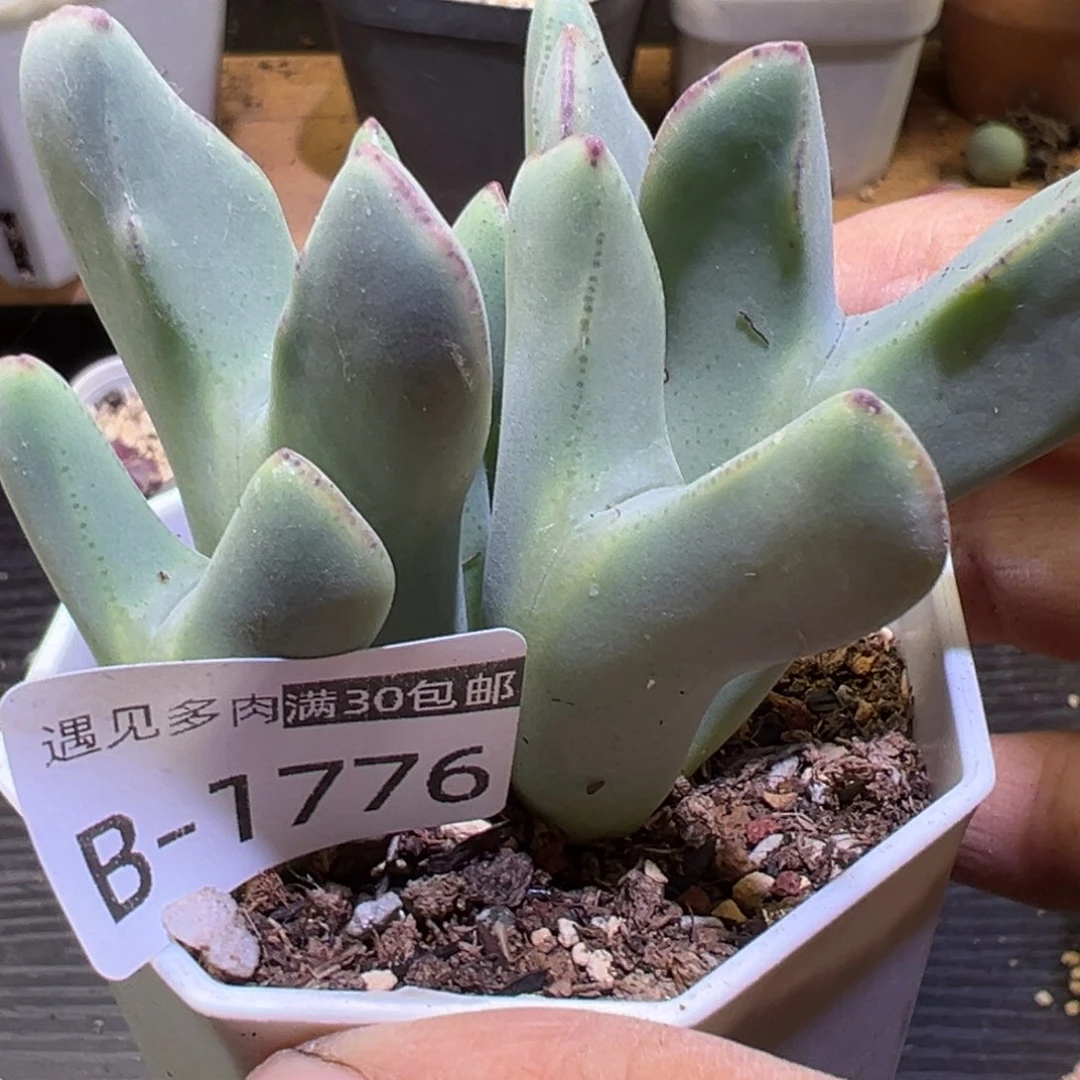 多肉植物111111111111