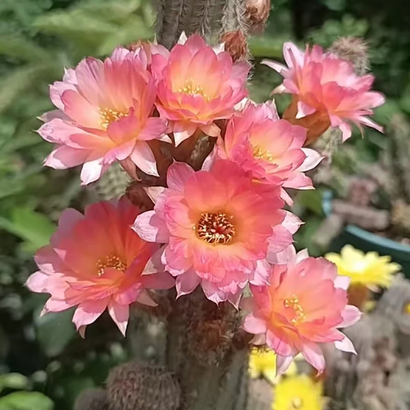 【白檀维罗纳】精品仙人球开复色复伴花