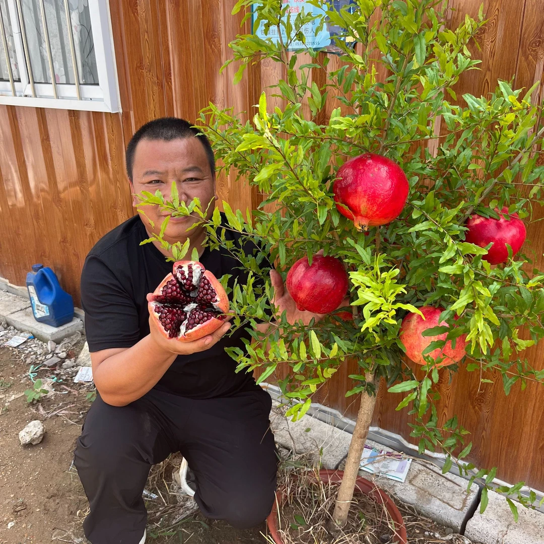 公斤大石榴树苗南北方种植抗高温耐严寒盆栽地栽阳台庭院种植