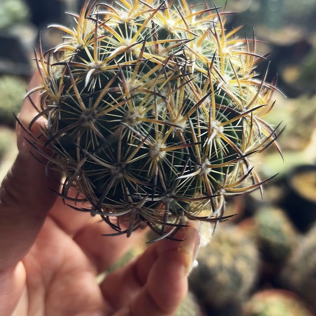 虎抓仙人球11111111