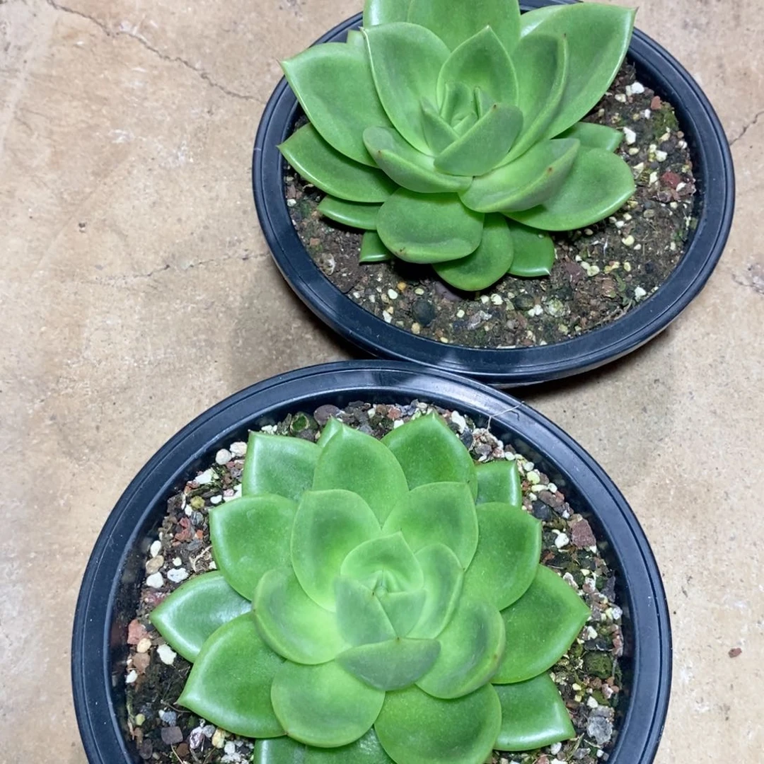 阿*福利特价小号翠花25颗