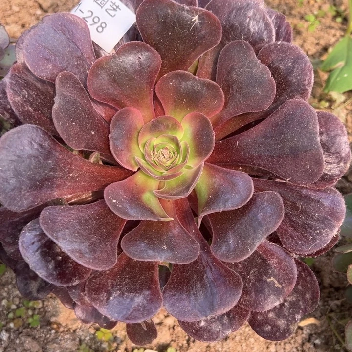 爱神手捧多肉植物298