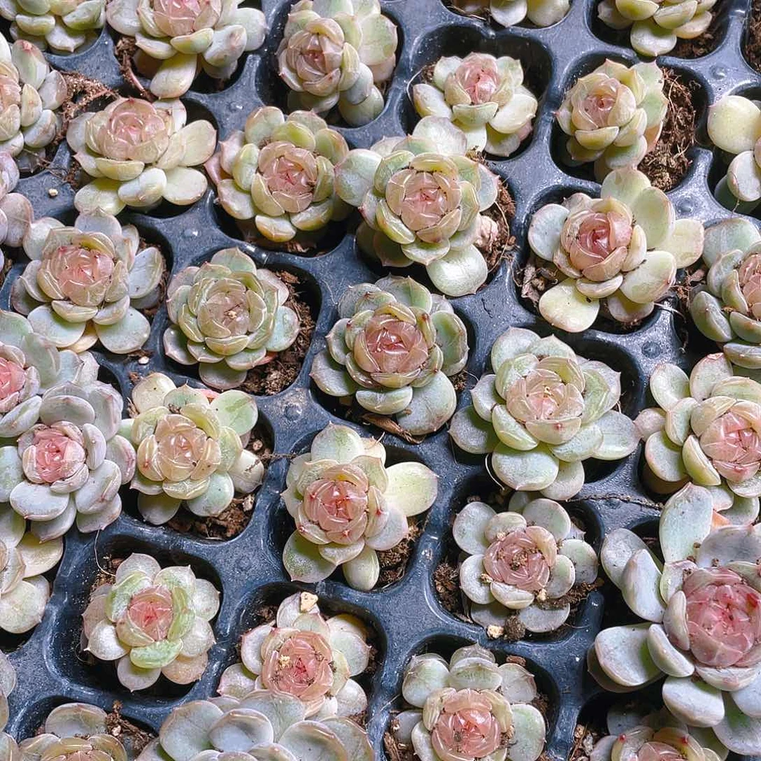 白恋穴一个满25包邮