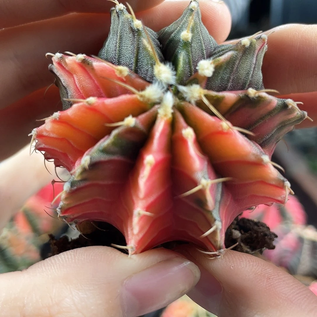 4.5cm实生泰系肋骨牡丹锦带盆