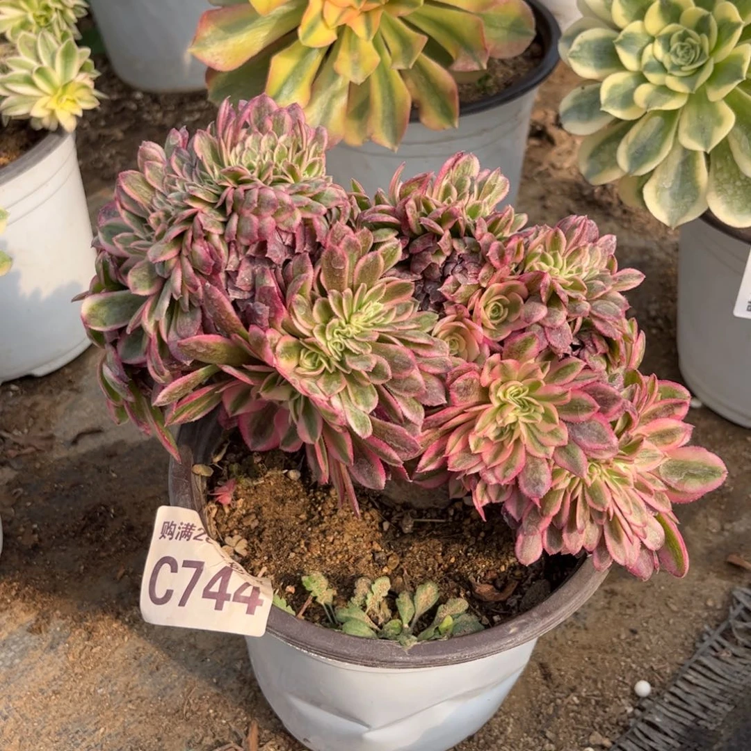 744多肉植物倾城缀化
