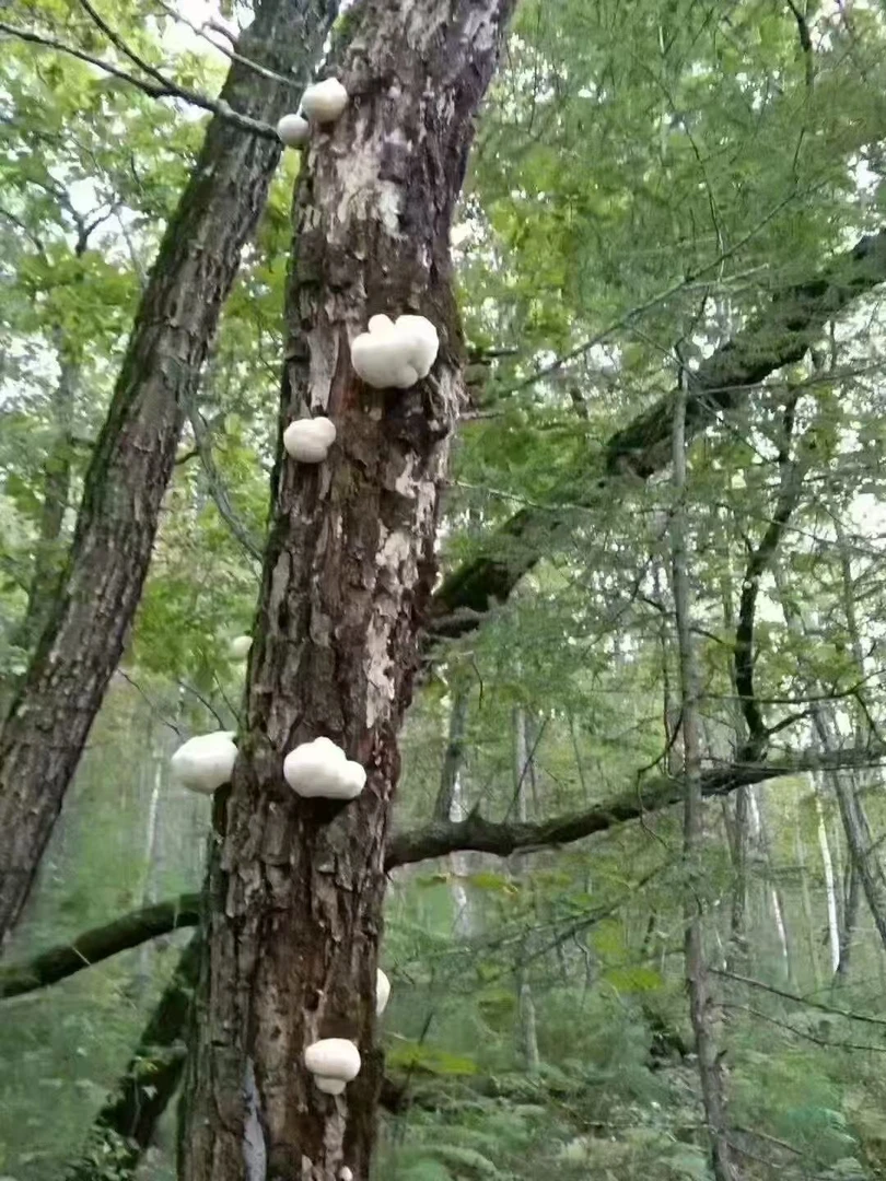 长白山道地特产深山猴头菇滋补营养煲汤