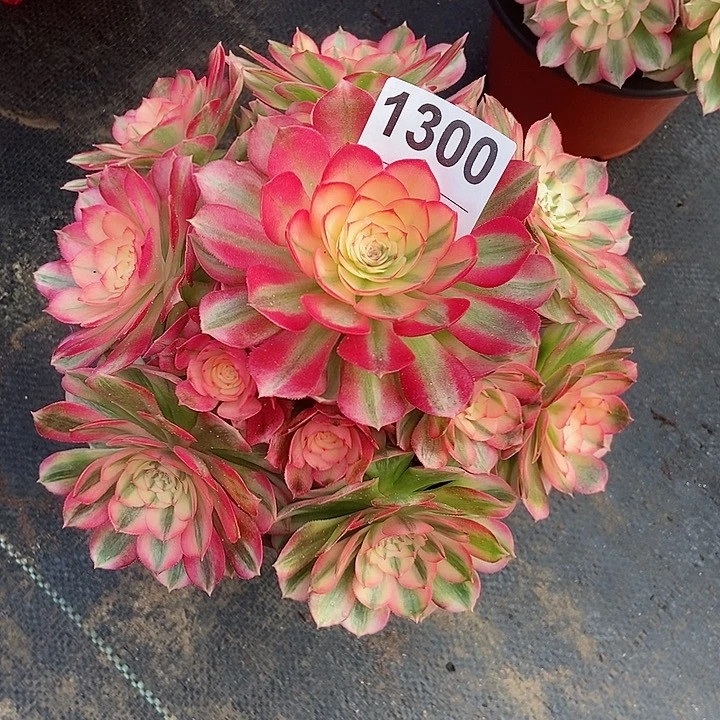 红陶美**琴1300倾城3冠服20