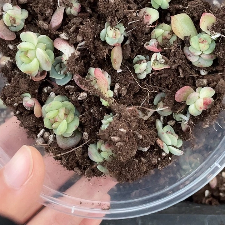 OTO多肉切糕优选dy2026