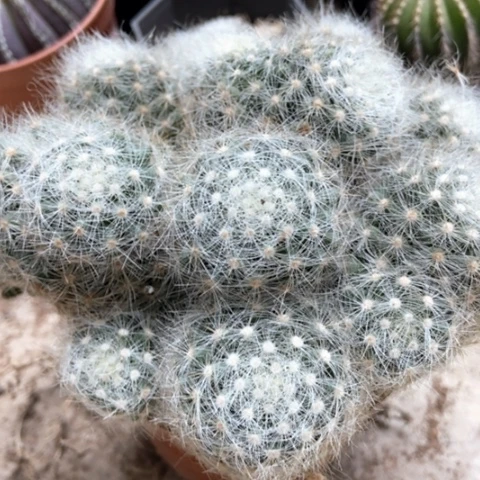 芳香丸仙人球15米仙人球