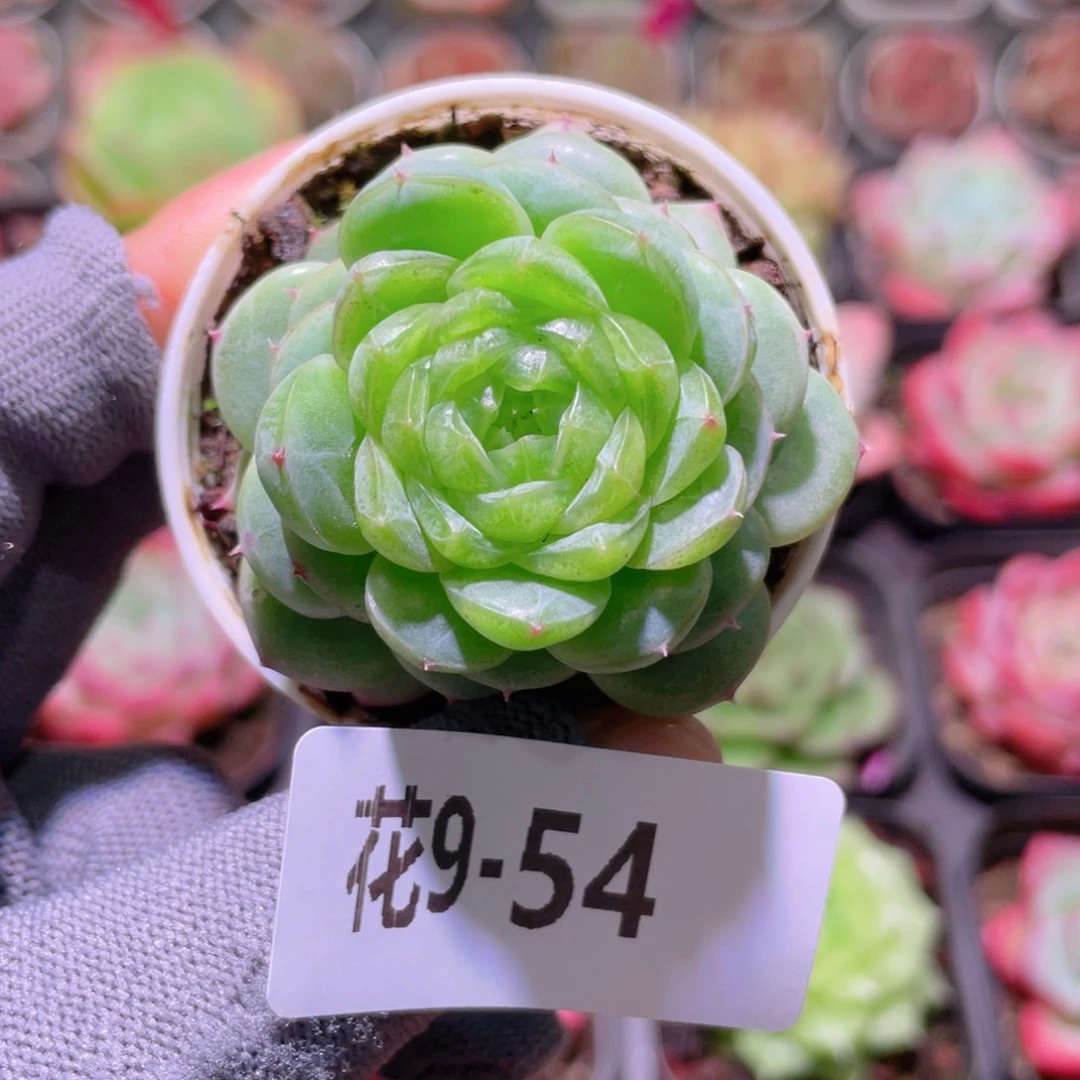 花利美 9-54霜雪