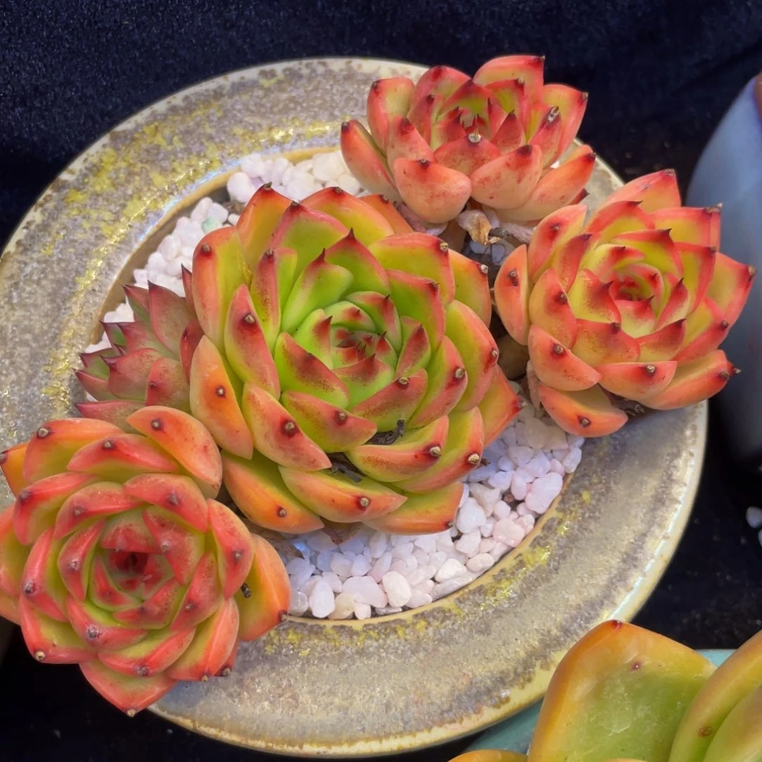 多肉植物盆栽多肉